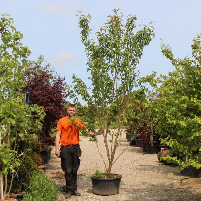 Japansk Kirsebær (Prunus serrulata 'Kanzan') Flerstammet 