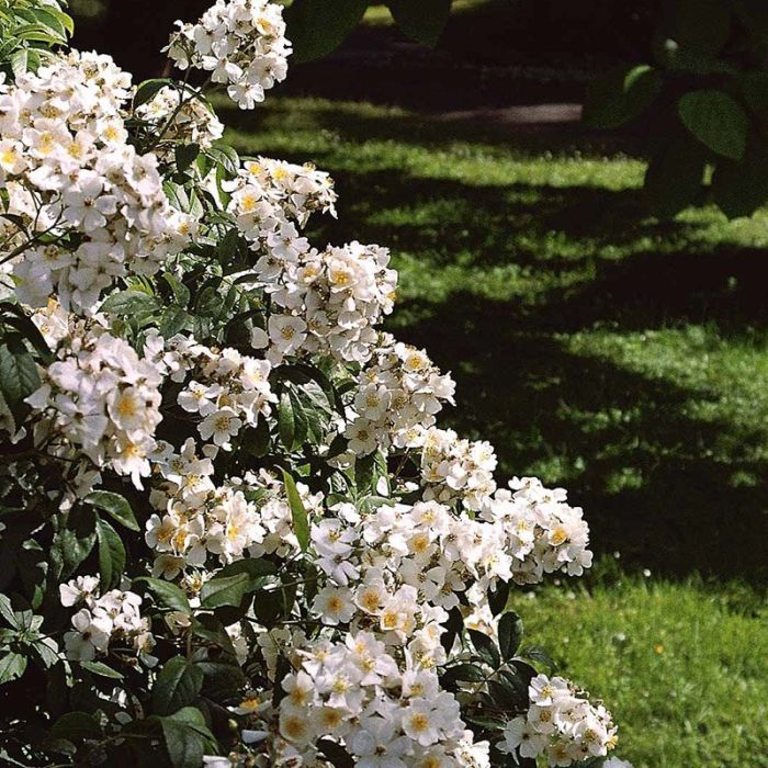 Japansk Klatrerose blomster