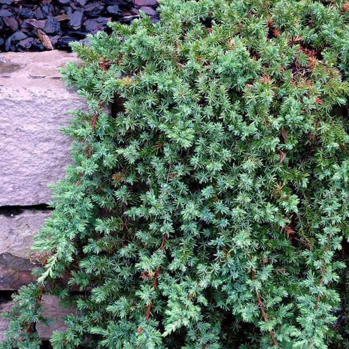 Juniperus conferta Blue Pacific