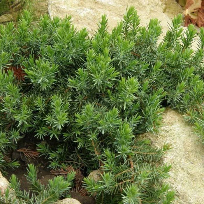  Juniperus Schlager