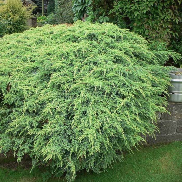 Ene Juniperus Holger