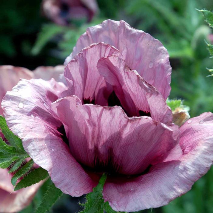 Papaver orientale Pattys Plum blomst