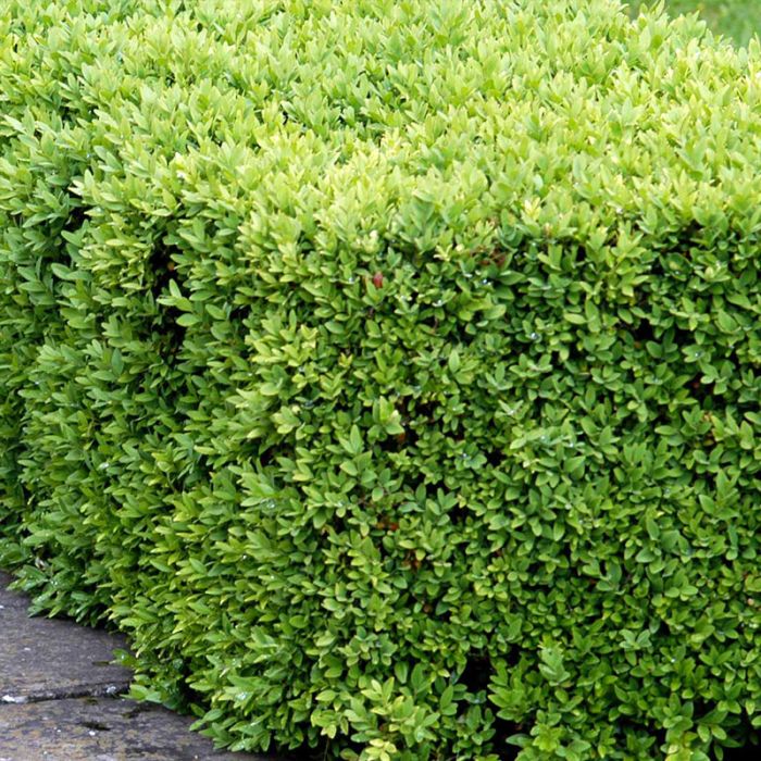 BUXUS SEMPERVIRENS SUFFRUTICOSA