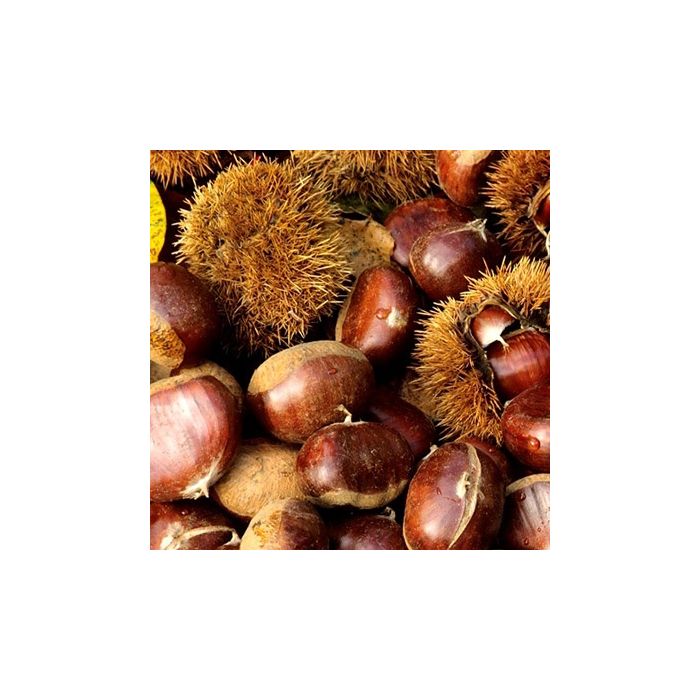 Kastanje Castanea sativa Marigoule