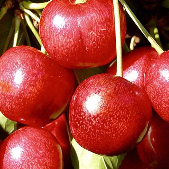 Kirsebærtræ sunburst