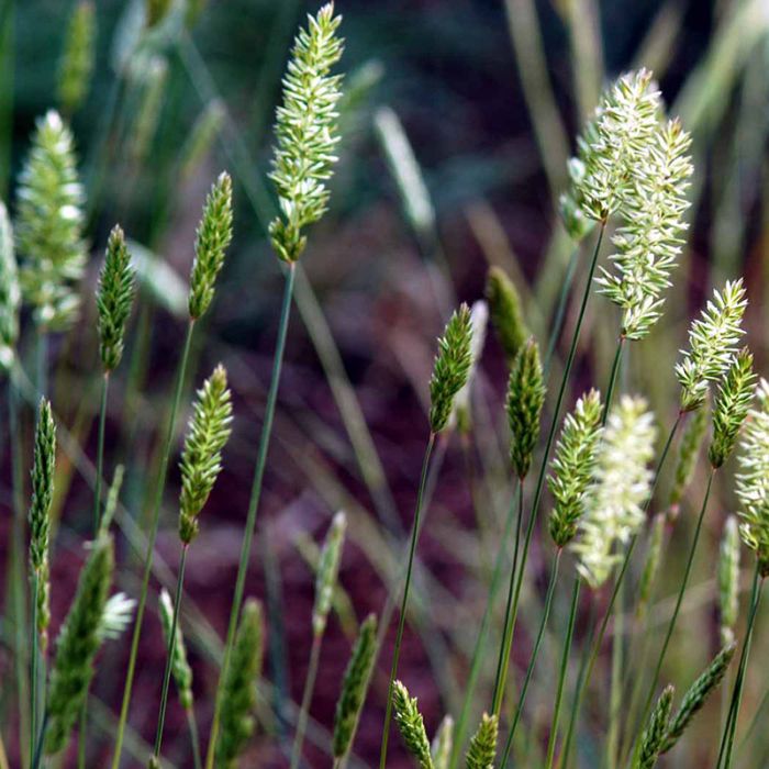 Klitkambunke KOELERIA GLAUCA