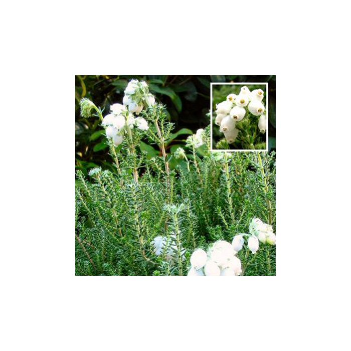 Grålyng Alba Mollis