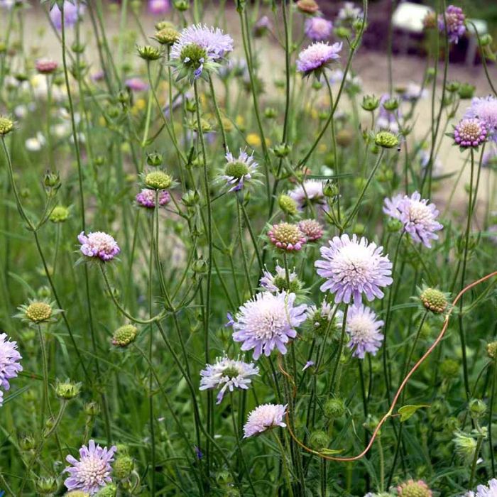 Knautia arvensis
