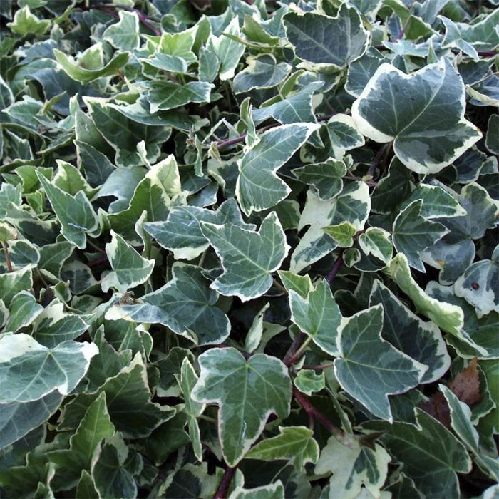 Koldinghus hvidbroget vedbend