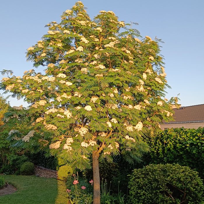 Koreansk Røn Sorbus Dodong