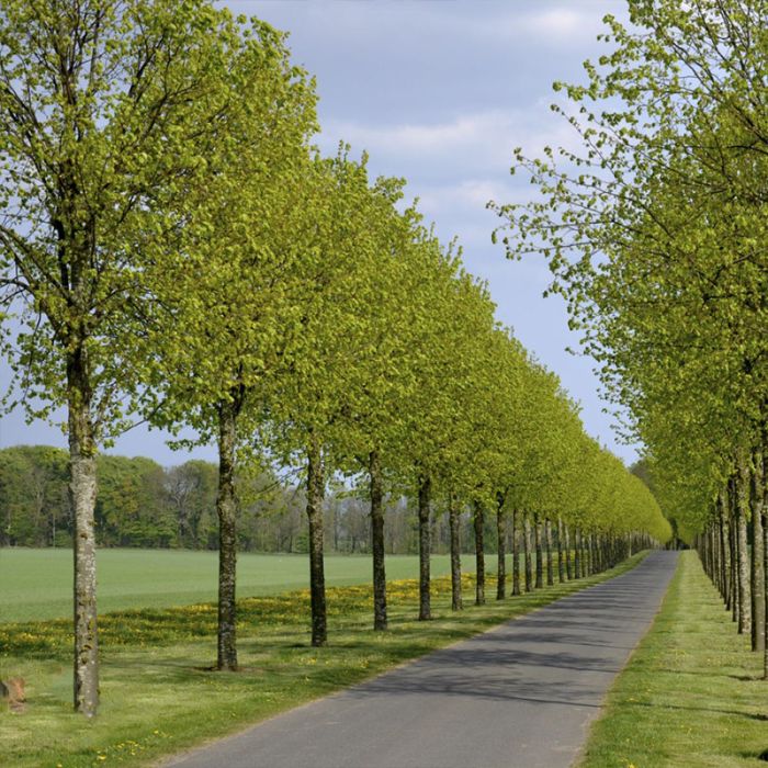 Krimlind pallida tilia