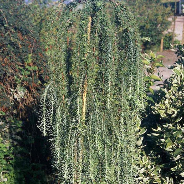 Hængelærk Puli opstammet