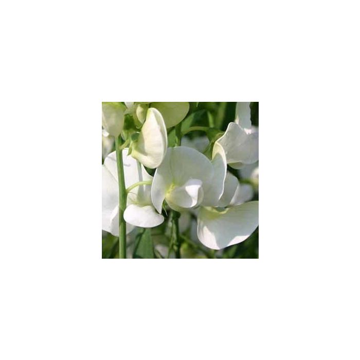Lathyrus latifolius Weisse Perle