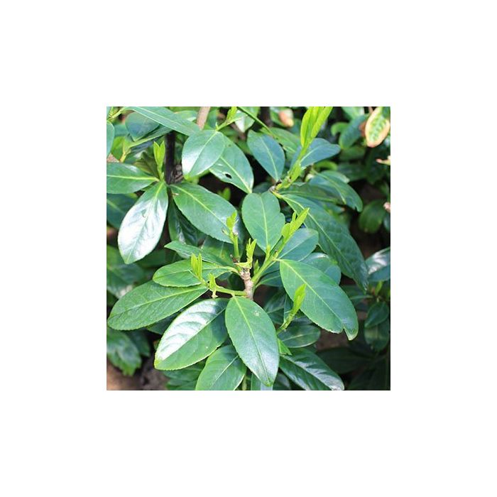 Laurbærkirsebær Novita