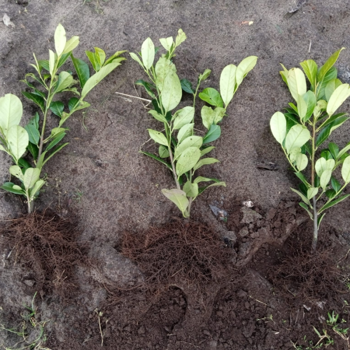 Laurbærkirsebær hækplante (Prunus laurocerasus 'Novita') 50-70 cm