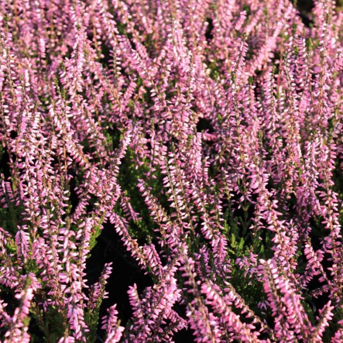 'Lena' efterårslyng