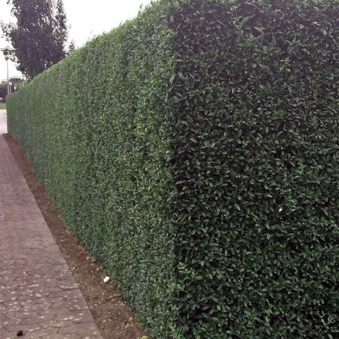  Liguster ligustrum vulgaris Liga