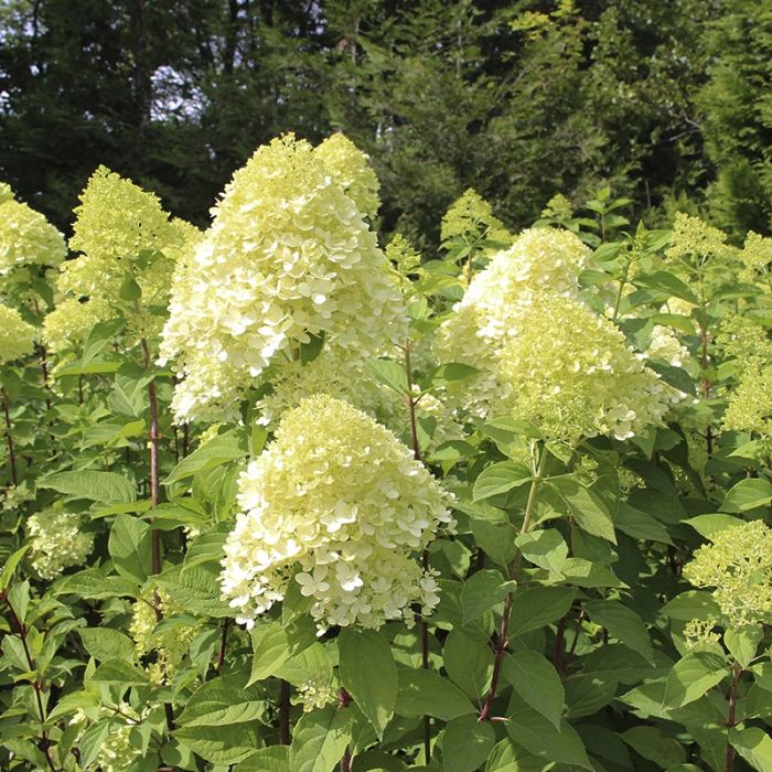 Hortensia Limelight busk