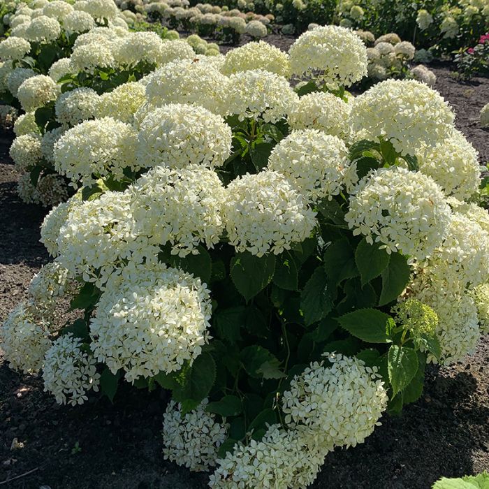Hortensia  Limetta