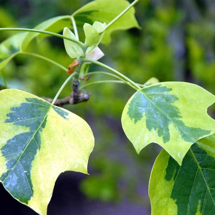 Liriodendron tulipifera Aureomarginatum