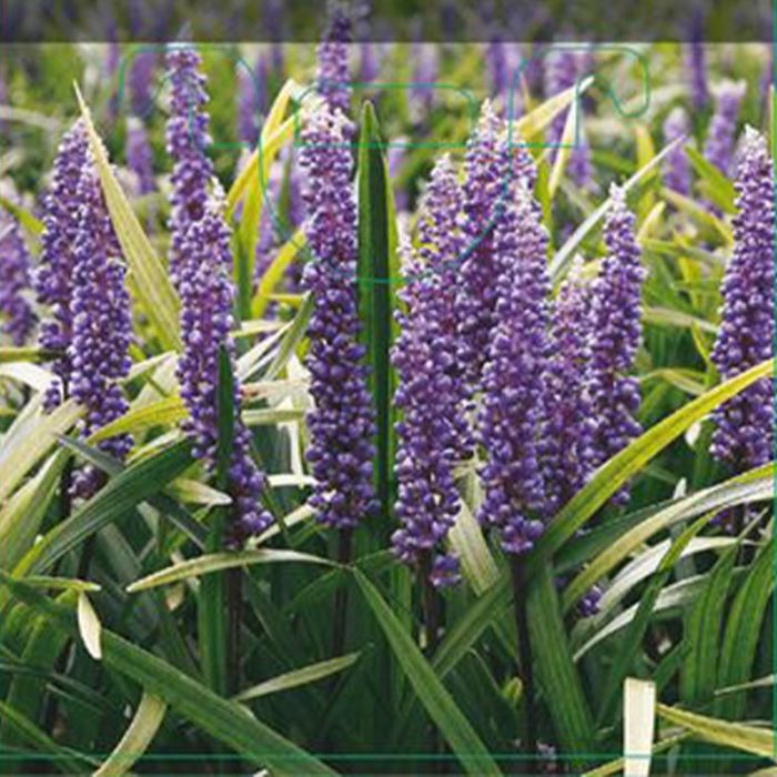 Liriope muscari money maker druelilje