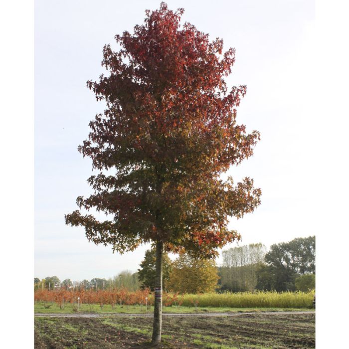 Liquidambar styraciflua Worplesdon