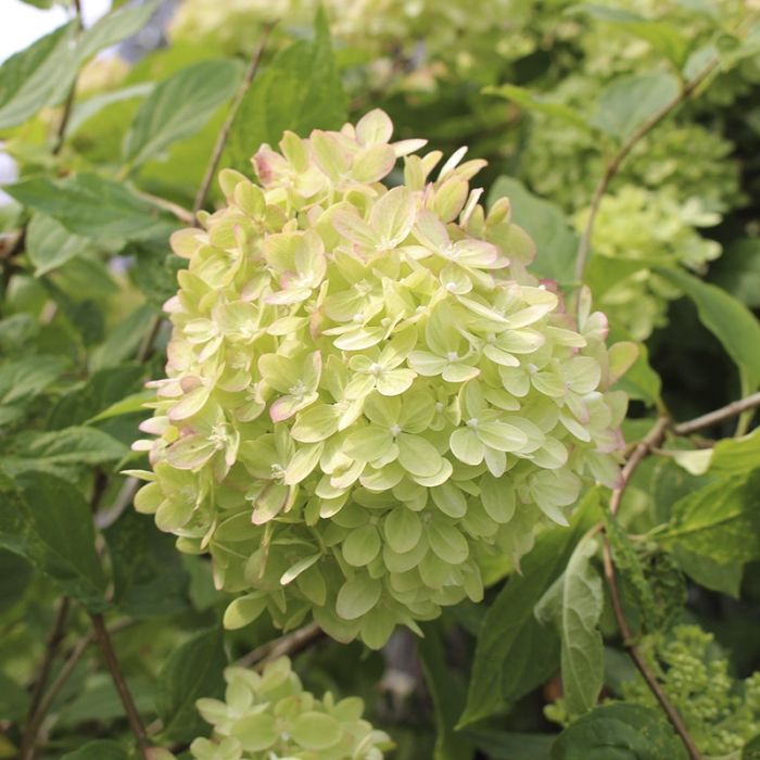 Gul hortensia