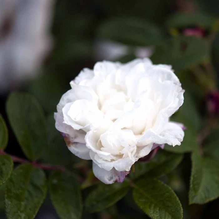 Historisk rose Louis Bugnet-rosa rugosa