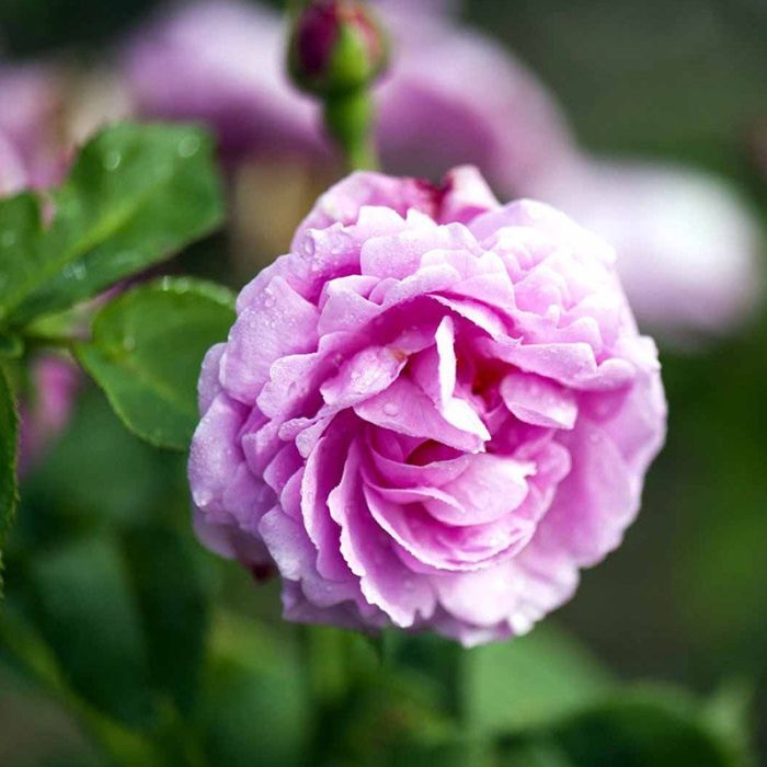 Buskrose Louise Odier-Bourbon