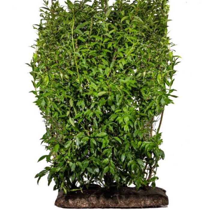 Luksus færdighaek Vårguld lynwood 180 cm