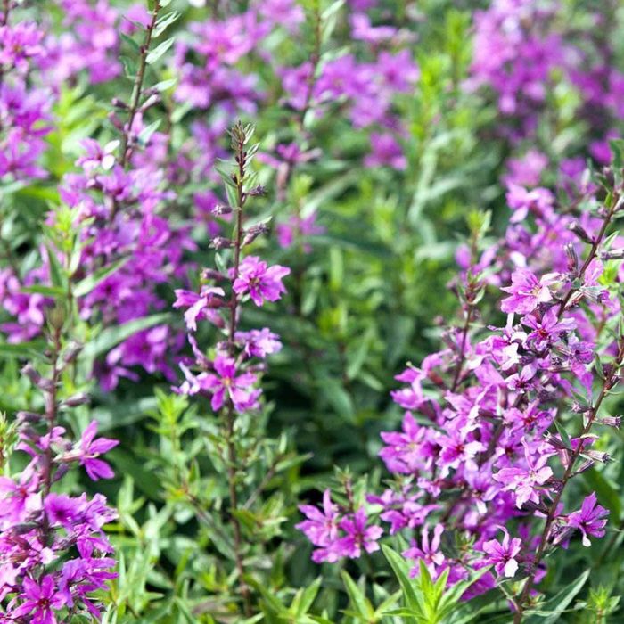 Smalbladet kattehale Rose Queen