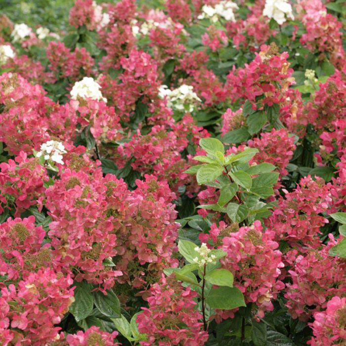 Hortensia (Hydrangea Paniculata 'Magical Fire')