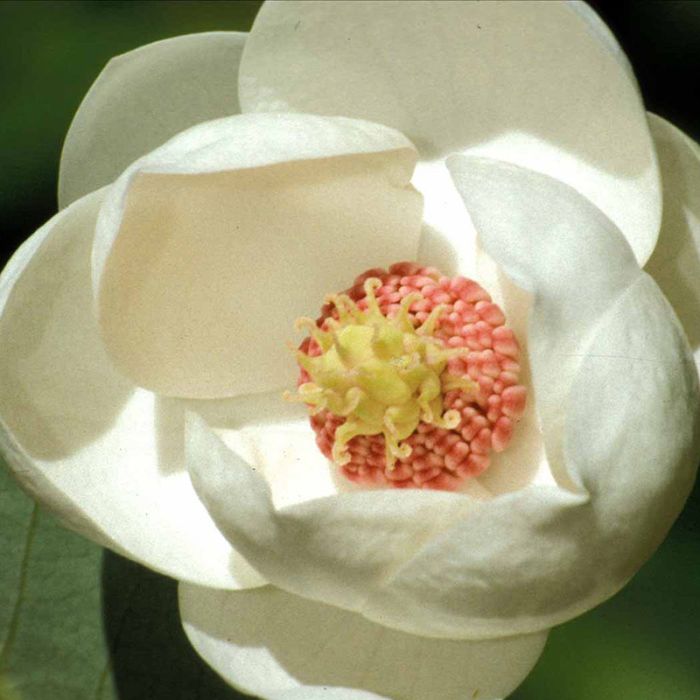 magnolia sieboldii