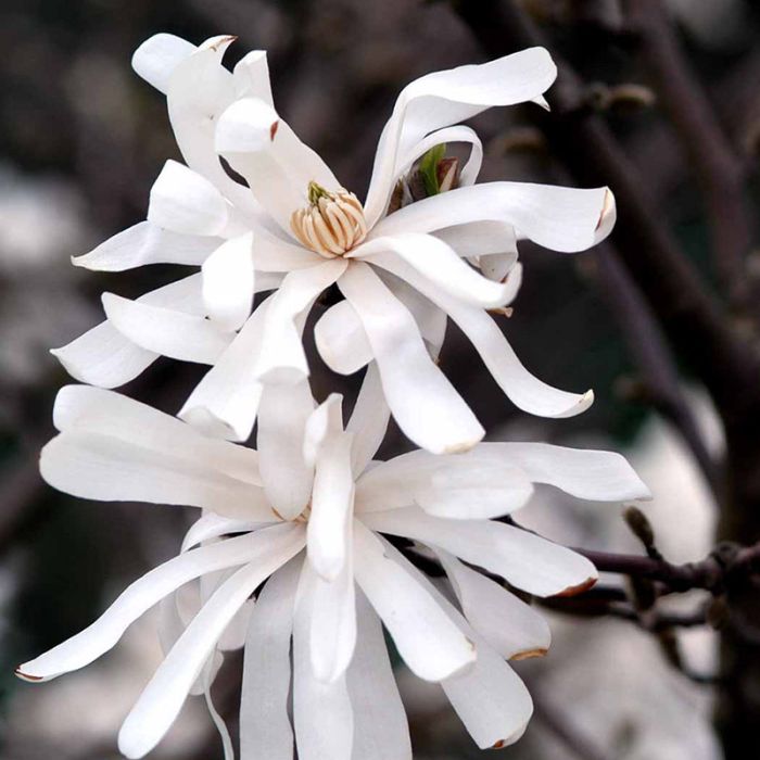 Magnolia Royal star blomst