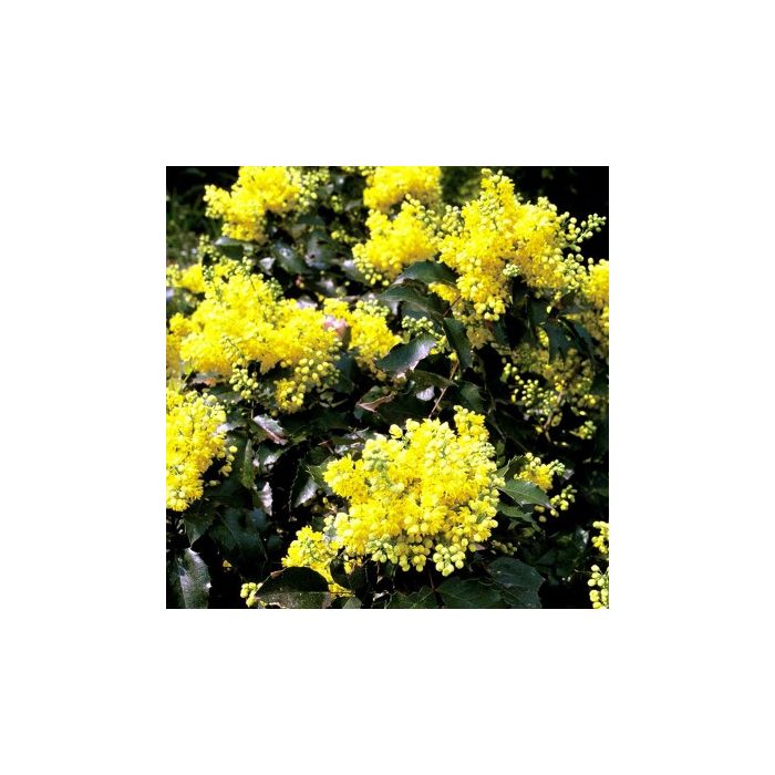 Mahonie Apollo gul blomst