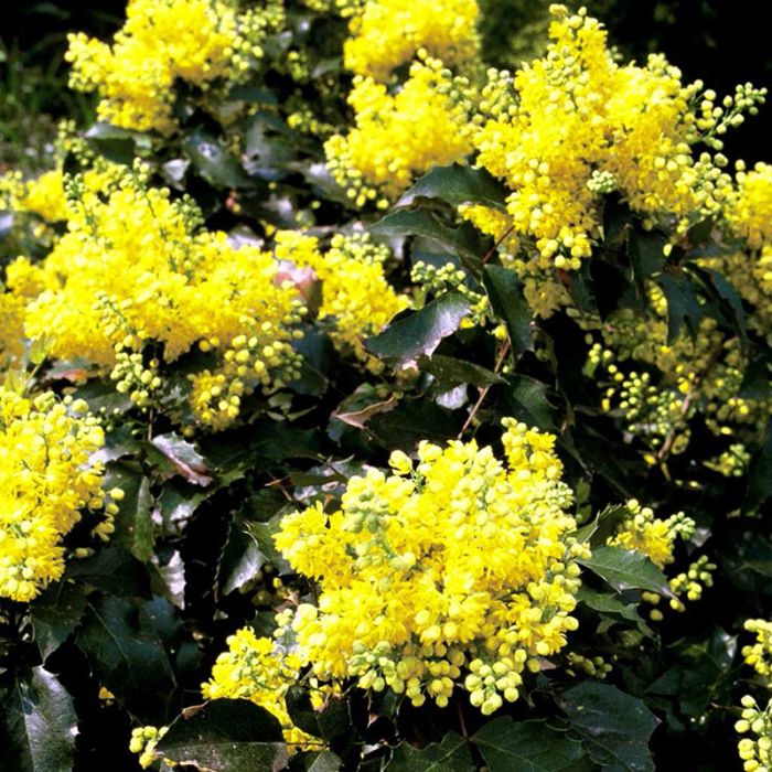 Mahonia Apollo blomst