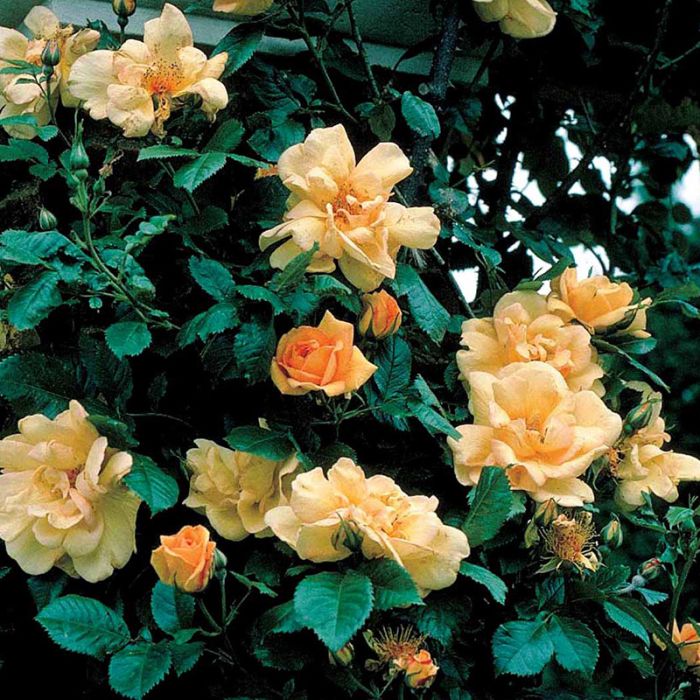   Maigold-pimpinellifolia rose