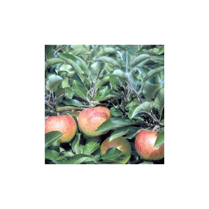 Malus domestica 'Jonagold'