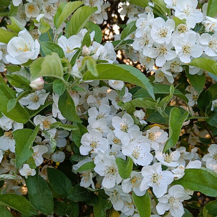 Sargentæble Malus sargentii