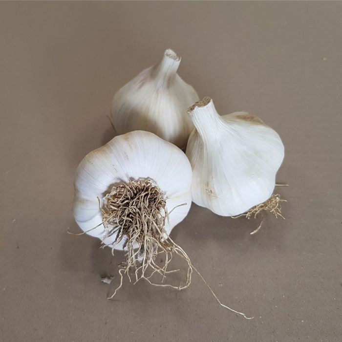 Sættehvidløg messidrome