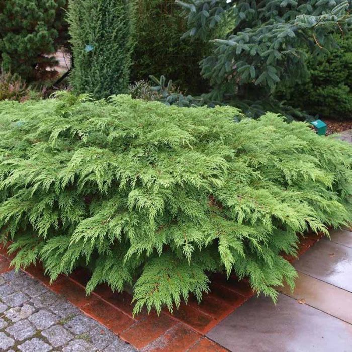 Microbiota decussata