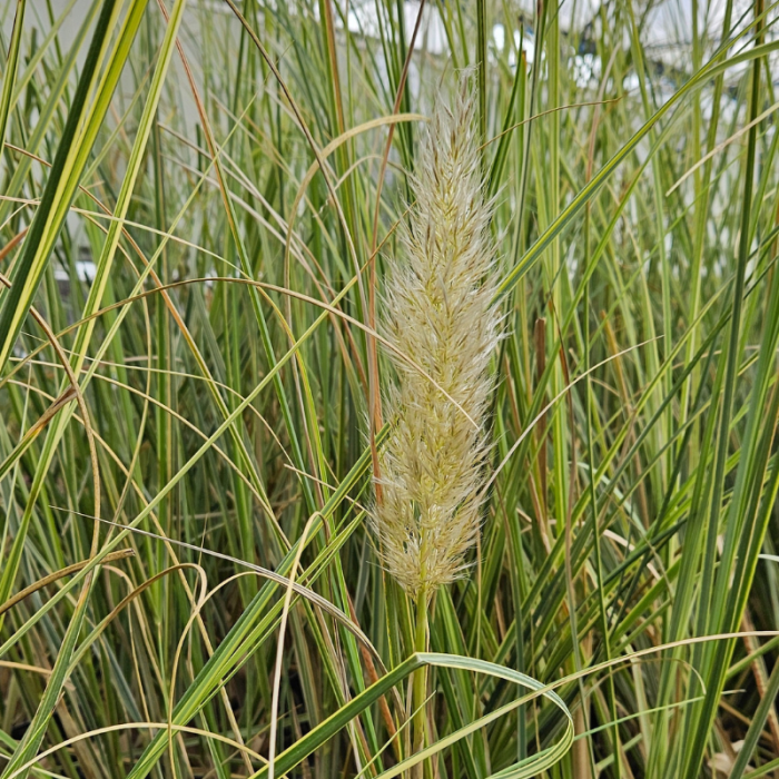 Dværg pampasgræs (Cortaderia Sell 'Mini Silverpampas') Potte 5 liter
