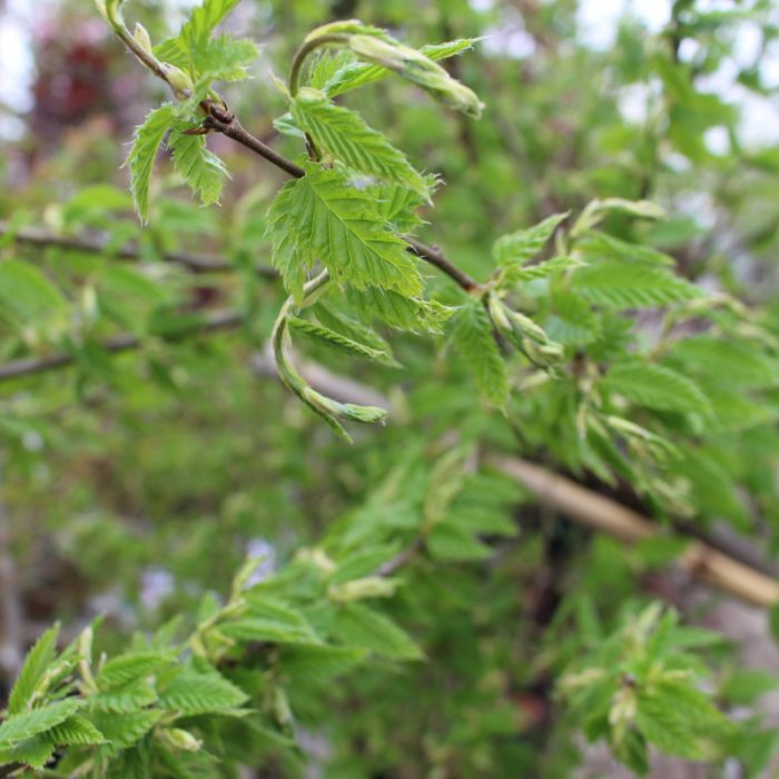 Avnbøg Kugleformet (Carpinus betulus 'Minor Globe') 