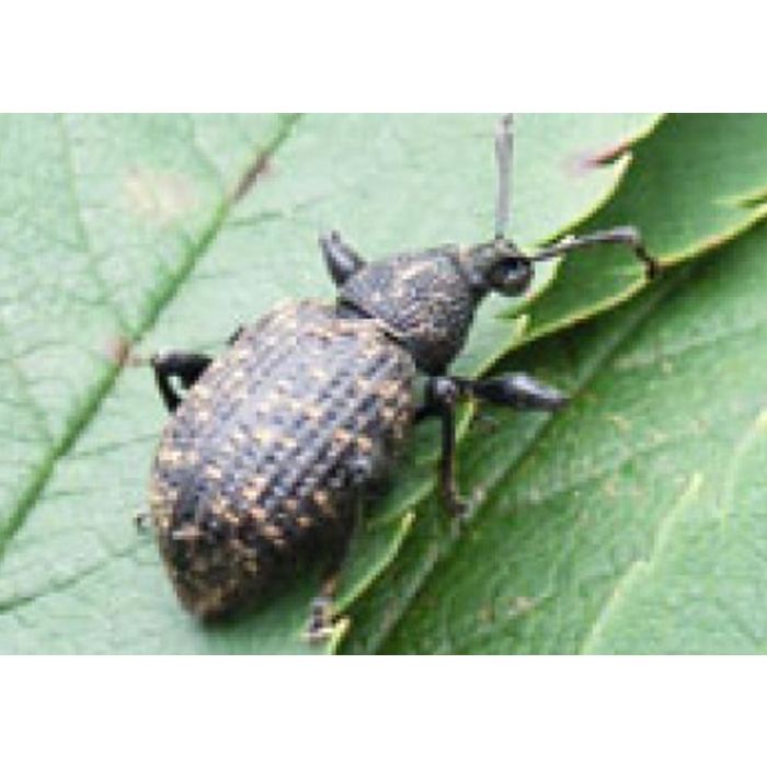 Nematoder - Mod øresnudebiller