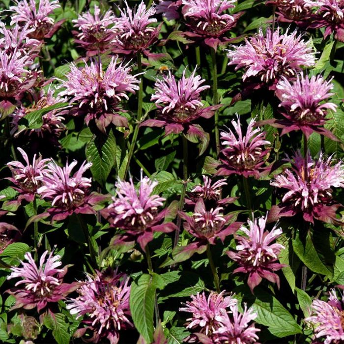 Hestemynte Monarda