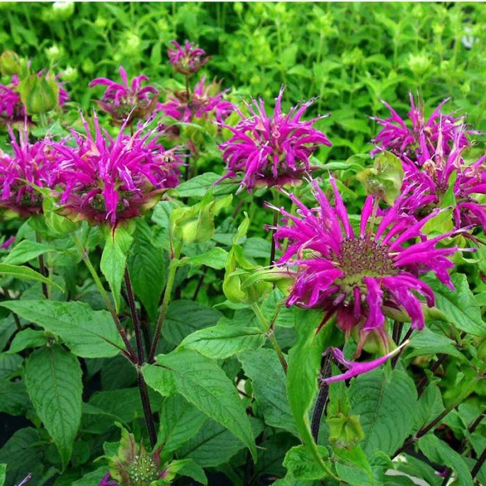 Hestemynte Monarda hybrid Blaustrumpf lilla