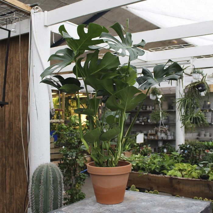 Monstera stor