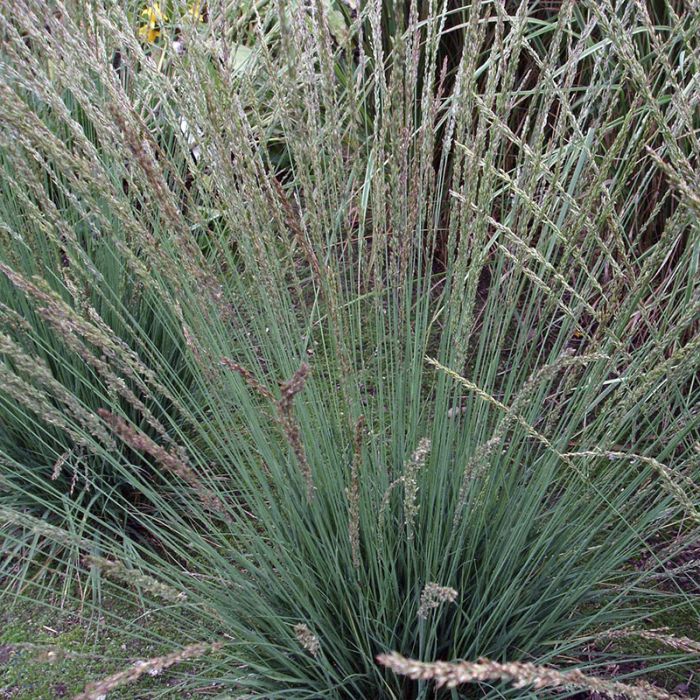 Pibegræs/ Blåtop (Molinia caerulea 'Moorhexe')