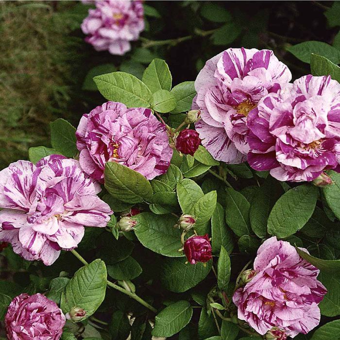 Mundi-gallica rose