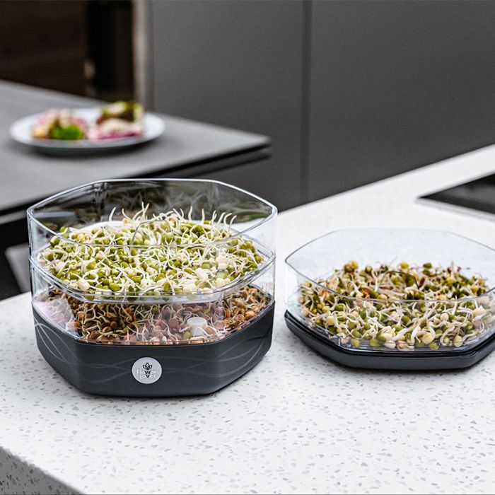 Dyrke dine egne spirer og mikrogrønt